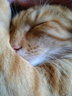愛猫野良