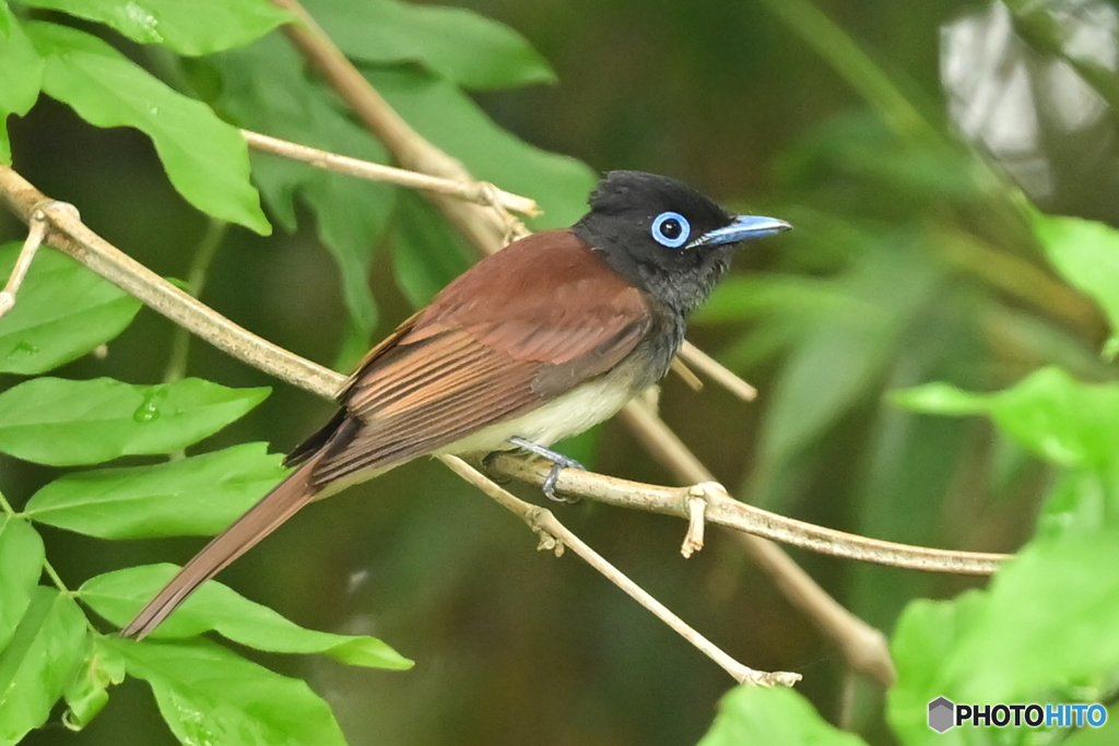 サンコウチョウ