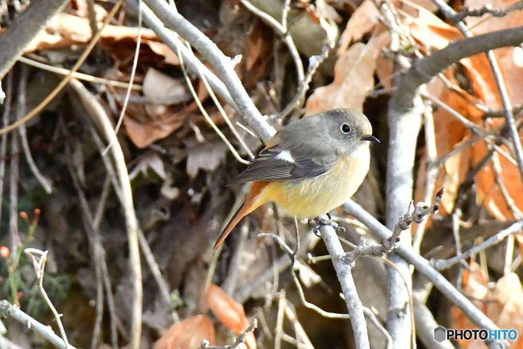 ジョウビタキ　メス