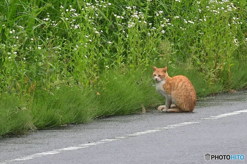 素晴らしい 猫背