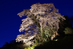 福島県郡山市    天神夫婦桜