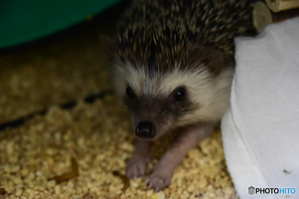 我が家の ハリ君です。