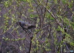 野鳥