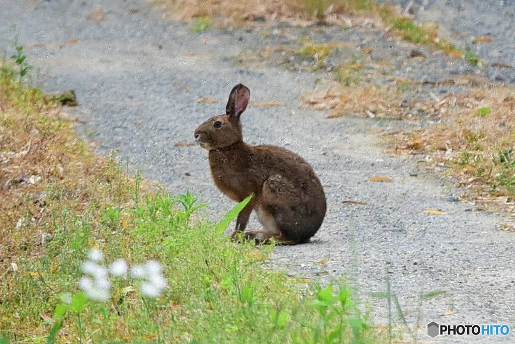 野うさぎ