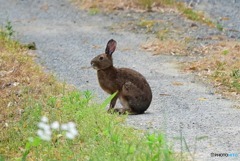 野うさぎ