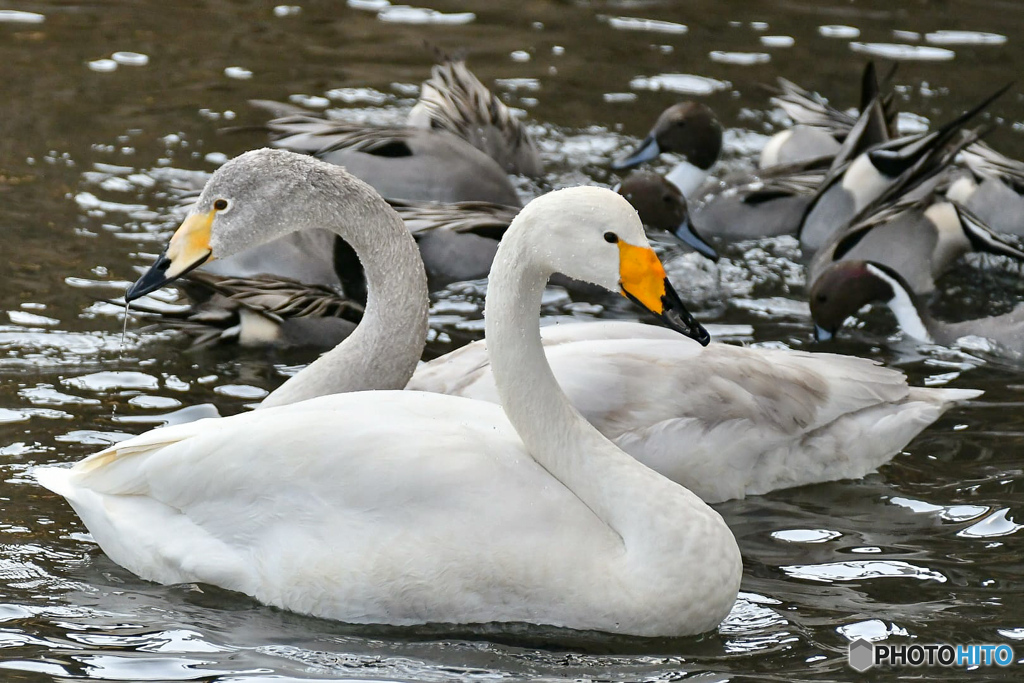 もう少しで旅立つかな？