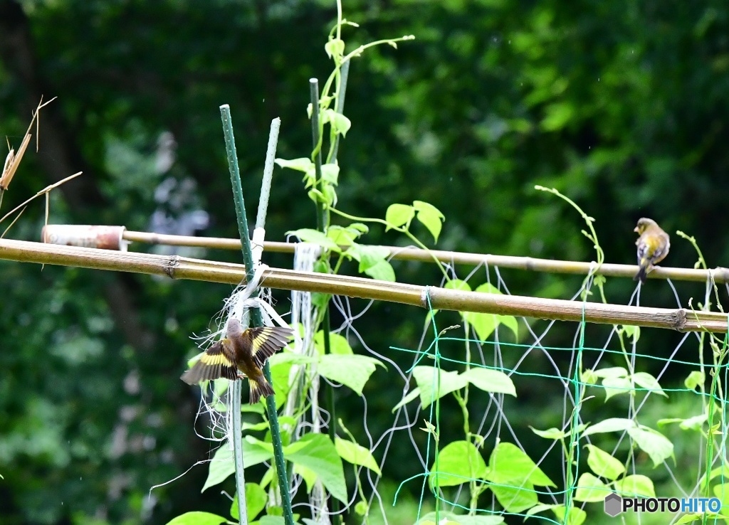 マイホームDIY用資材調達中