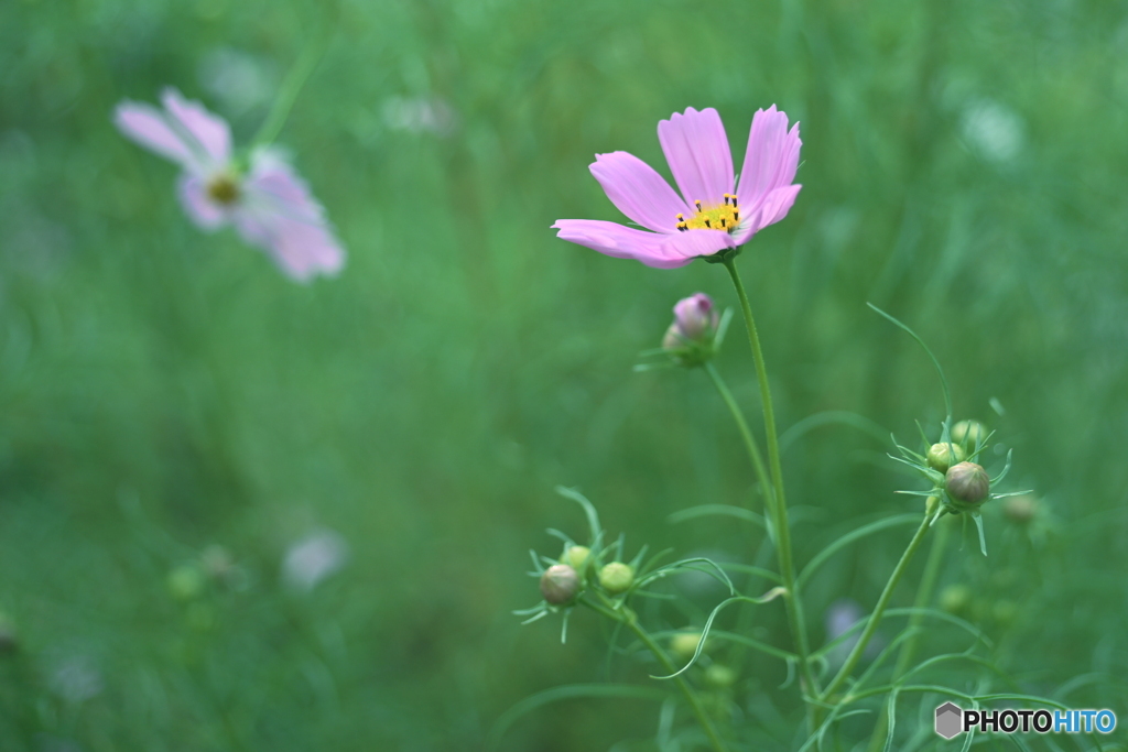 秋桜