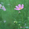 秋桜