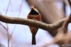 ヤマガラ