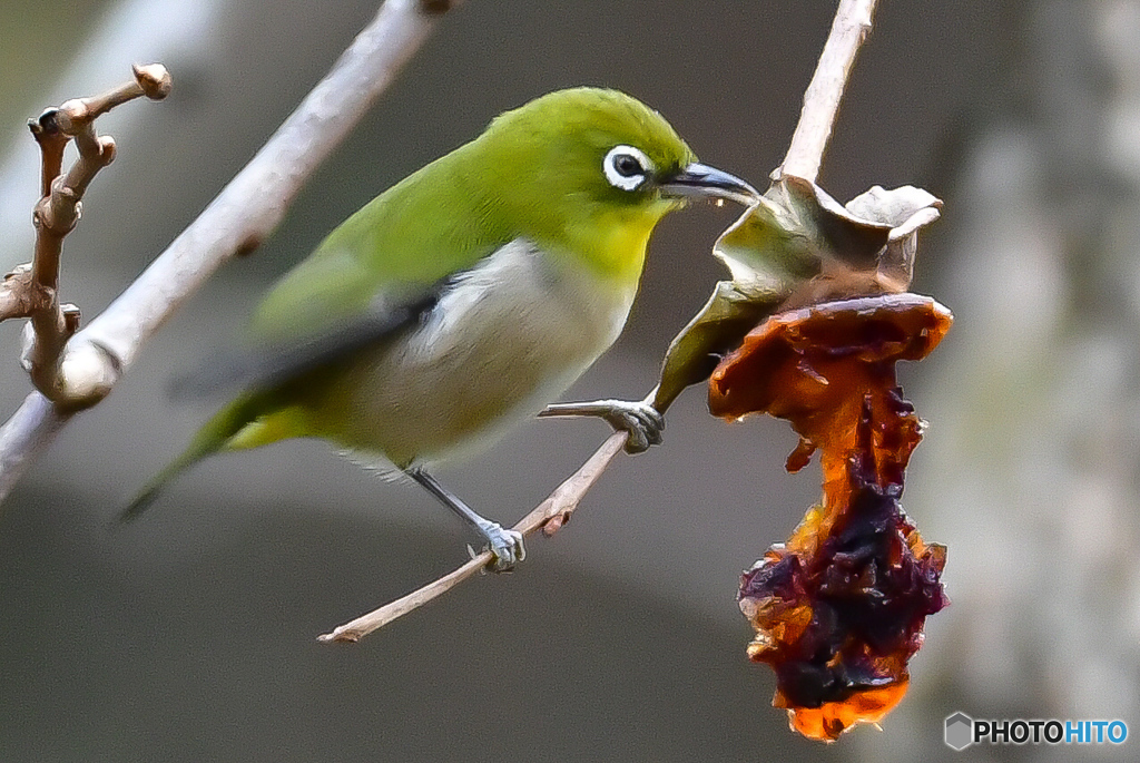 食事