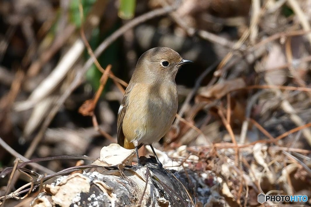 ジョウビタキのメス