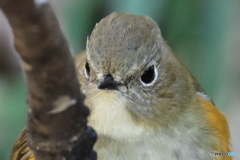 ルリビタキ