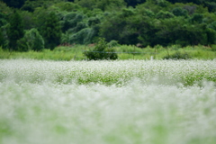 蕎麦畑