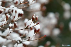 雪少ないですね
