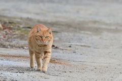 最近居着いた野良