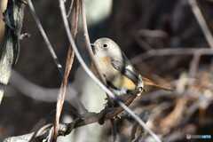 野鳥観察