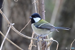 シジュウカラ