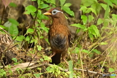 ガビチョウ