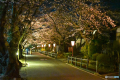二本松市 岳温泉