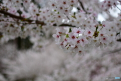 桜咲く
