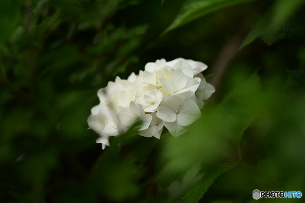 紫陽花