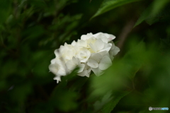 紫陽花