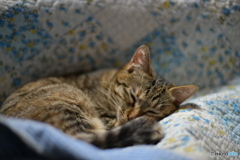 zzzzz…