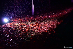 冷たい雨…