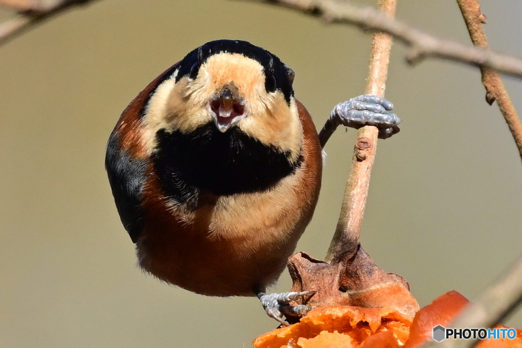 今年も宜しくー!