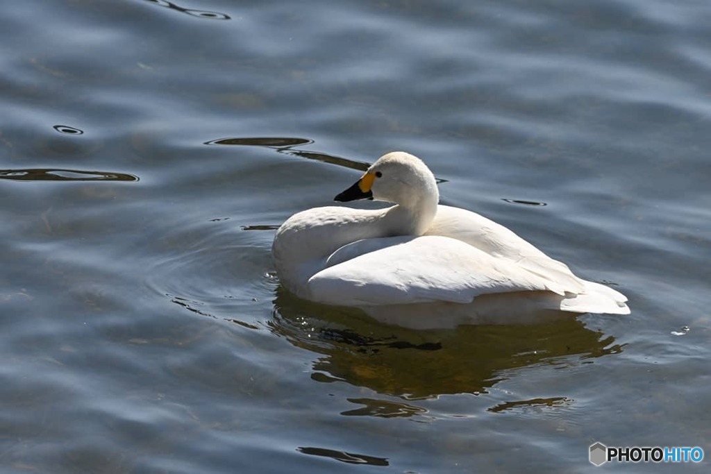そろそろ旅立ちかなぁ。