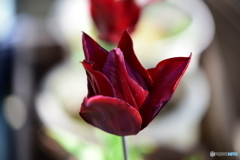 ベルベットの様な花びら
