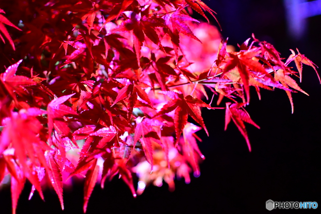 紅葉