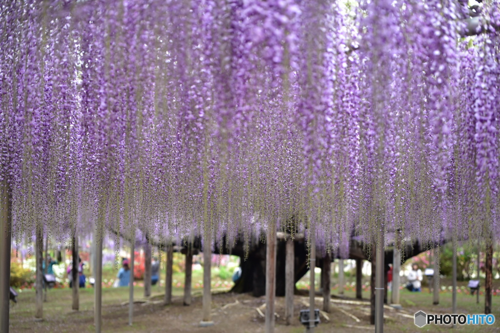 足利フラワーパーク  大藤