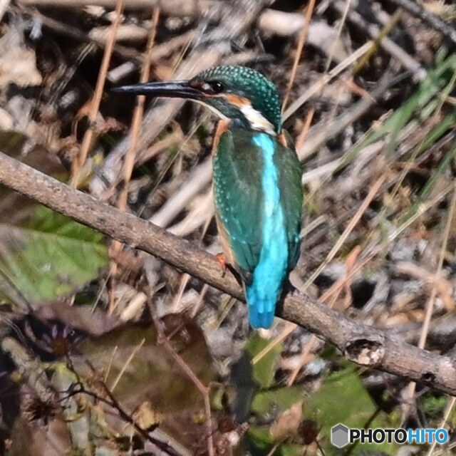カワセミ