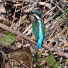 カワセミ