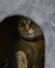 まん丸お目々