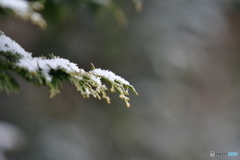 雪