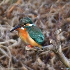 初カワセミ