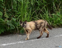 たくましく