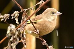 カワラヒラ