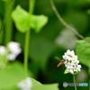蕎麦の花