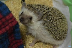 ハリネズミ君