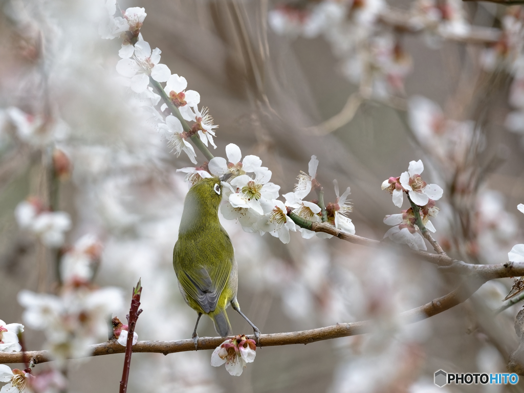 ウメジロー