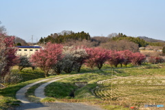 ふるさと