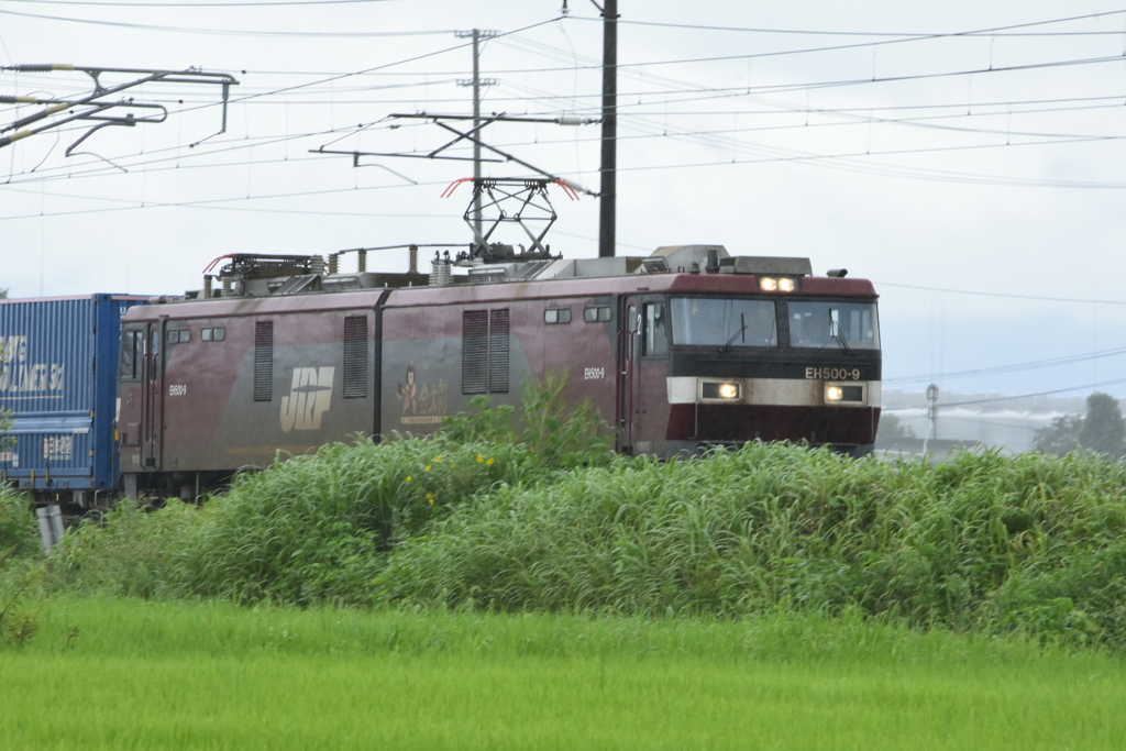 ロンパス 金太郎9