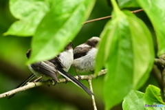 幼鳥