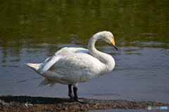 怪我した居残り白鳥