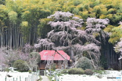 雪村庵