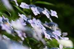 紫陽花